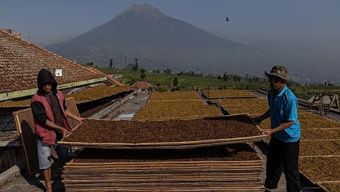 TEMANGGUNG, INDONESIA - AUGUST 27: An Indonesian worker checks packed tobacco before delivering to the factory on August 27, 2021 in Temanggung, Indonesia. The tobacco industry in Indonesia has faced severe challenges due to the heavy rains in the dry season, the prolonged COVID-19 pandemic, and the increase of the cigarette tax excise slated for 2022. (Photo by Robertus Pudyanto/Getty Images)