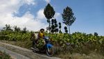 Asa Petani Tembakau di Tengah Kenaikan Cukai Rokok