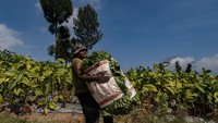 Meski di masa pandemi COVID-19 dan rencana kenaikan cukai rokok, para petani ini berharap hasil panen bisa terserap semua dengan harga tinggi.  
