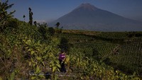 Seluas 18.519 hektare tanaman tembakau yang tersebar di sejumlah kecamatan di Kabupaten Temanggung, Jawa Tengah, kini siap dipanen pada 2021.  
