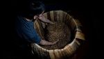 Asa Petani Tembakau di Tengah Kenaikan Cukai Rokok