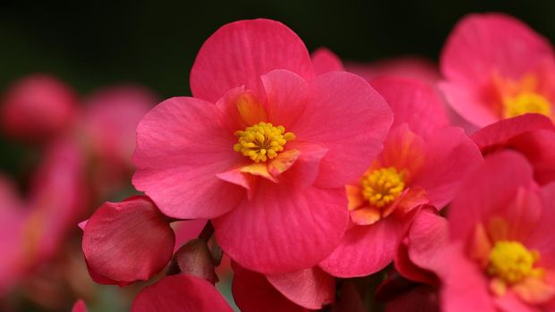 Begonia (Image by Marjon Besteman from Pixabay)