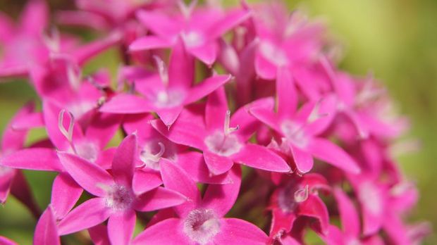 Bunga Pentas (Image by Anastasia Kuleshova from Pixabay )