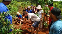Ada juga kegiatan menanam singkong, petik jambu, tangkap ikan, pengenalan sapi perah termasuk memerah susu. Sebelum pandemi, Desa Wisata Kandri digandrungi wisatawan mancanegara bahkan rutin menggelar Summers Camp. (Instagram/@desawisatakandri)