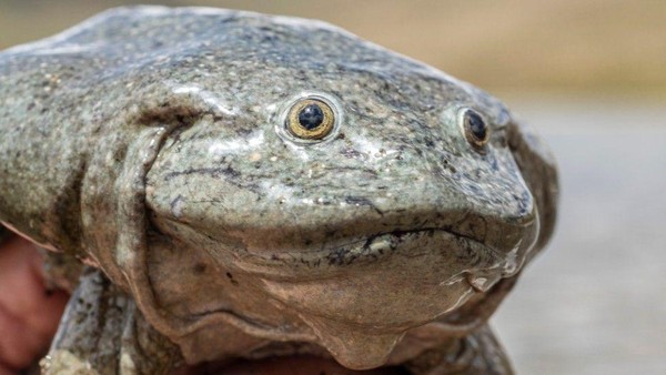 Lipatan kulit itu berfungsi untuk menyerap oksigen ketika katak-katak tersebut berada di dalam air. Kemampuan bertahan katak skrotum di dalam air pun jauh lebih lama dibandingkan spesies katak lainnya. Lipatan kulit itu berfungsi untuk menyerap oksigen ketika katak-katak tersebut berada di dalam air. Kemampuan bertahan katak skrotum di dalam air pun jauh lebih lama dibandingkan spesies katak lainnya.