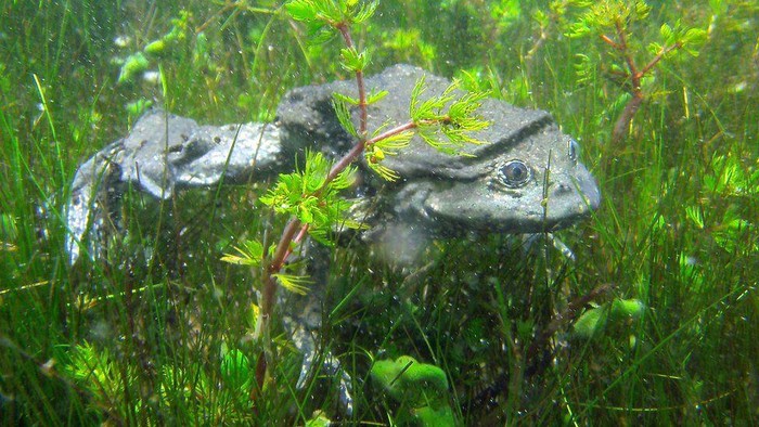 katak Telmatobius culeus, katak kantung buah zakar