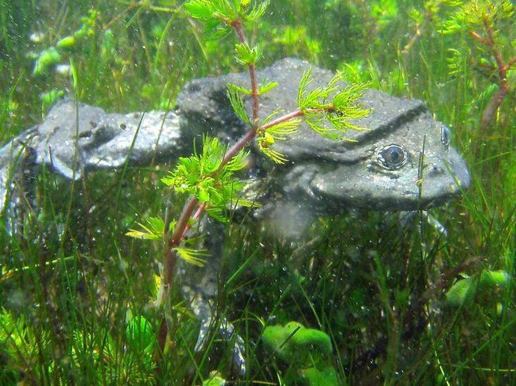 Katak yang Kulitnya Mirip Kantong Buah Zakar, Diburu untuk Obat Kuat