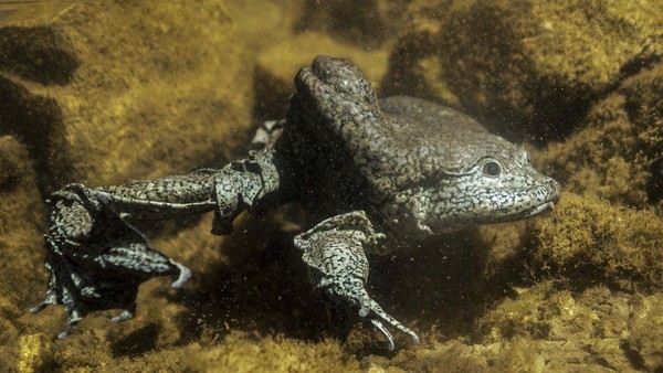 Katak skrotum hidup di Danau Titicaca, danau tertinggi di dunia. Kondisi itu membuat katak skrotum memiliki kelebihan mampu beradaptasi dengan tingkat oksigen yang sangat tipis. Kulit mereka bisa menarik oksigen lebih banyak selama mereka berada di dalam air danau. (Roberto Elias/BBC) Katak skrotum hidup di Danau Titicaca, danau tertinggi di dunia. Kondisi itu membuat katak skrotum memiliki kelebihan mampu beradaptasi dengan tingkat oksigen yang sangat tipis. Kulit mereka bisa menarik oksigen lebih banyak selama mereka berada di dalam air danau. (Roberto Elias/BBC)