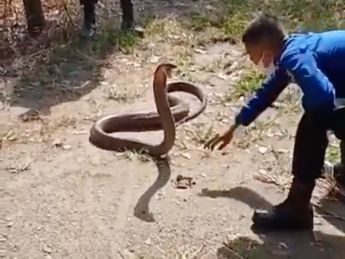 Keberadaan ular king cobra dewasa di di Kabupaten Tanah Datar, Sumbar, bikin gempar (Instagram  tanahdatar_firefighter)