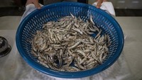 Para nelayan biasa menangkap ikan pada malam hari. Api obor yang semarak akan menarik perhatian ikan sarden, sehingga mereka berlompatan dan masuk ke dalam jaring nelayan. Dengan cara ini, para nelayan bisa memanen 3 sampai 4 ton ikan dalam 6 jam.  