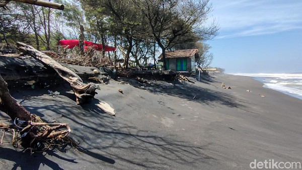 Dulu, jarak antara tempat penetasan penyu ke pantai dulunya mencapai 1 km. Namun sejak 3 tahun lalu, abrasi memangkas jarak, sehingga kini tinggal berkisar 5 meter saja. Tempat ini butuh segara direlokasi. (Jalu Rahman Dewantara/detikTravel) Dulu, jarak antara tempat penetasan penyu ke pantai dulunya mencapai 1 km. Namun sejak 3 tahun lalu, abrasi memangkas jarak, sehingga kini tinggal berkisar 5 meter saja. Tempat ini butuh segara direlokasi. (Jalu Rahman Dewantara/detikTravel)