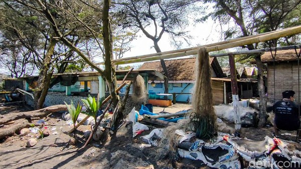 Abrasi yang mengancam tempat konservasi ini tergolong parah. Dikhawatirkan dalam kurun waktu 2 hingga 3 bulan ke depan, abrasi mencapai tempat konservasi tersebut. Langkah relokasi ke tempat yang lebih aman jadi pilihan yang perlu direalisasikan. (Jalu Rahman Dewantara/detikTravel) Abrasi yang mengancam tempat konservasi ini tergolong parah. Dikhawatirkan dalam kurun waktu 2 hingga 3 bulan ke depan, abrasi mencapai tempat konservasi tersebut. Langkah relokasi ke tempat yang lebih aman jadi pilihan yang perlu direalisasikan. (Jalu Rahman Dewantara/detikTravel)