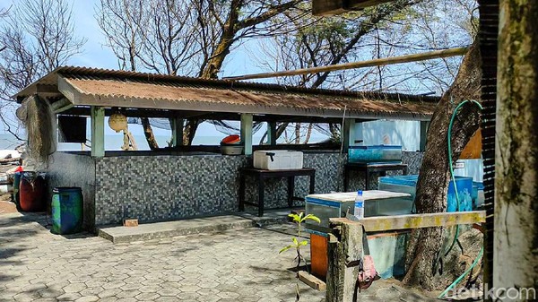 Sumber pendanaan tempat konservasi ini berasal dari swadaya anggota kelompok. Selain itu juga ada bantuan dari Balai Konservasi Sumber Daya Alam (BKSDA) Yogyakarta. Dana yang ada digunakan untuk memenuhi kebutuhan tempat konservasi, seperti pengadaan akuarium dan membayar listrik. (Jalu Rahman Dewantara/detikTravel) Sumber pendanaan tempat konservasi ini berasal dari swadaya anggota kelompok. Selain itu juga ada bantuan dari Balai Konservasi Sumber Daya Alam (BKSDA) Yogyakarta. Dana yang ada digunakan untuk memenuhi kebutuhan tempat konservasi, seperti pengadaan akuarium dan membayar listrik. (Jalu Rahman Dewantara/detikTravel)
