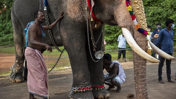 Mahouts guard a caparisoned elephant carrying an idol of a deity during Onam festival at the Vamana Hindu temple in Kochi, Kerala state, India, Friday, Aug.20, 2021. (AP Photo/R S Iyer)