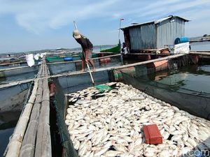 Puluhan Ton Ikan Budi Daya di Waduk Kedungombo Sragen Mati Mendadak