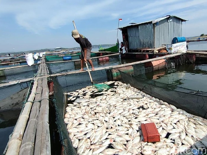 Puluhan ton ikan budidaya di Waduk Kedungombo, Sragen, mati mendadak, Senin (30/8/2021).