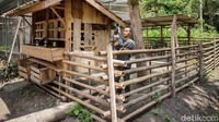Kambing imut dan jinak ini awalnya dikembangkan oleh Dwi Susanto.