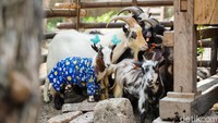 Pigmy goat atau kambing mini asal Cameron Afrika ini terlihat sangat lucu dan menarik jika dilihat karena tubuhnya yang kecil. 