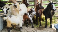 Pigmy goat ini sampai dewasa ukuran maksimal 60 cm saja.