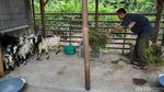 Serunya Bermain Bersama Kambing Mini Afrika di Bantul