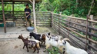 Untuk mendapatkan kambing mini saat ini belum ada harga yang pasti karena masih dalam proses pengembangbiakan.
