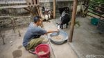 Serunya Bermain Bersama Kambing Mini Afrika di Bantul