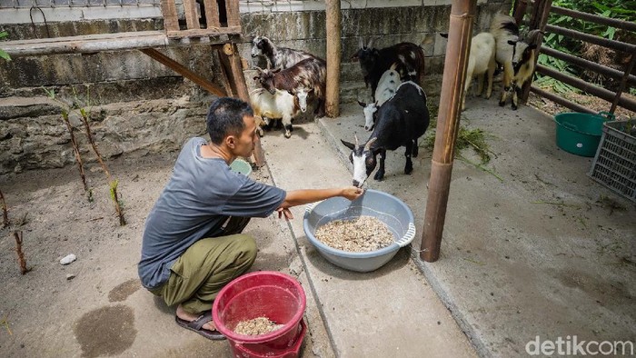 Serunya Bermain Bersama Kambing Mini Afrika di Bantul Beternak kambing mungkin sudah biasa tetapi akan jadi sesuatu yang unik dan menarik jika kita memelihara kambing hias yang jinak serta asyik diajak bermain.