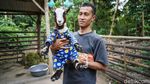 Serunya Bermain Bersama Kambing Mini Afrika di Bantul