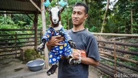 Begini penampakan kambing mini yang dikembangbiakan di Desa Argorejo, Kecamatan Sedayu, Kabupaten Bantul, Yogyakarta.