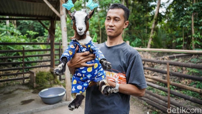 Beternak kambing mungkin sudah biasa tetapi akan jadi sesuatu yang unik dan menarik jika kita memelihara kambing hias yang jinak serta asyik diajak bermain.
