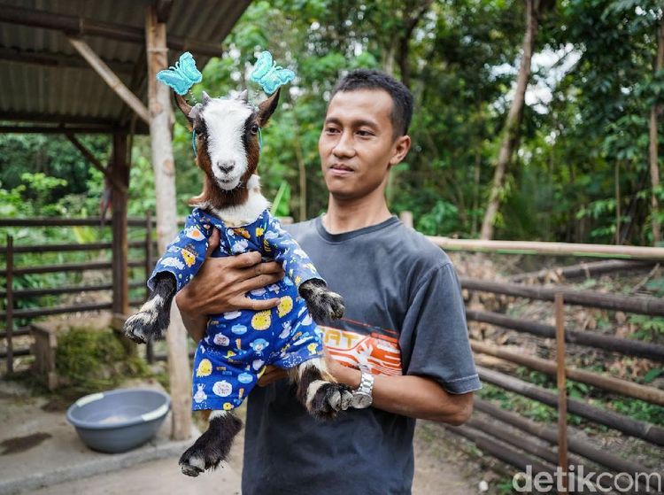 Serunya Bermain Bersama Kambing Mini Afrika di Bantul