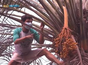 Tak Sengaja Tanam Biji Kurma di Halaman Rumah, Kini Panen Berkali-kali