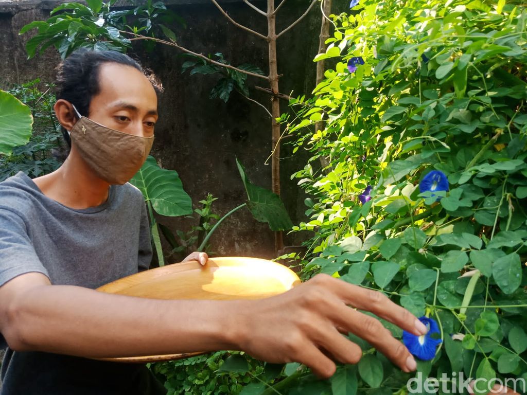 Biru Cantik! Nasi Bunga Telang yang Kaya Khasiat Bisa Dinikmati di Jombang