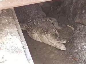 Buaya 2 Meter di Selokan Puskesmas Gegerkan Warga Tuban Usai Divaksin