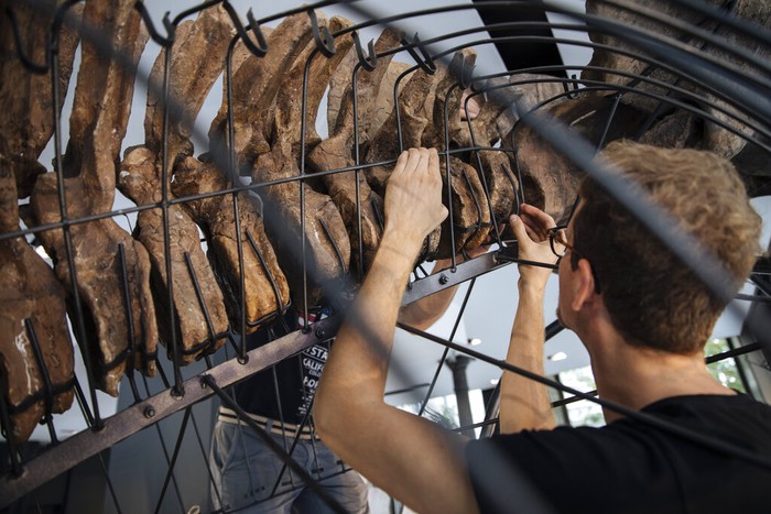 Big John, the largest known triceratops skeleton is being assembled in a showroom in Paris, Tuesday, Aug. 31, 2021. Before being put up for auction on October 21, Big John, the skeleton of a giant Triceratops more than 66 million years old, will be on display. Estimated between €1,200,000 and €1,500,000, this remarkable specimen will be the centerpiece of the Naturalia auction organized by Alexandre Giquello at Drouot. (AP Photo/Lewis Joly)