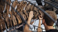 Tulang fosil dinosaurus ini yang ditaksir sudah berusia 66 juta tahun.