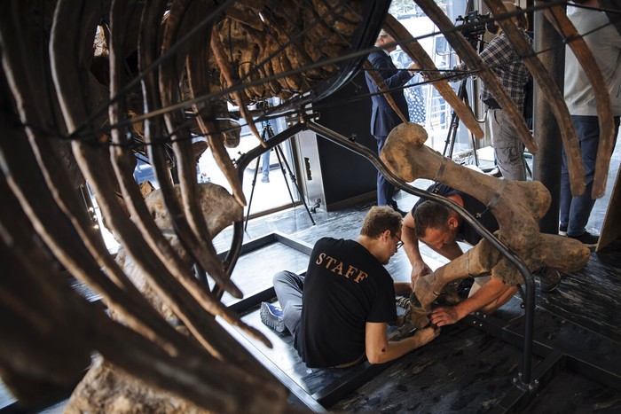 Big John, the largest known triceratops skeleton is being assembled in a showroom in Paris, Tuesday, Aug. 31, 2021. Before being put up for auction on October 21, Big John, the skeleton of a giant Triceratops more than 66 million years old, will be on display. Estimated between €1,200,000 and €1,500,000, this remarkable specimen will be the centerpiece of the Naturalia auction organized by Alexandre Giquello at Drouot. (AP Photo/Lewis Joly)