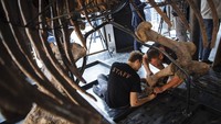 Para pekerja menyusun kerangka Big John,  dinosaurus jenis triceratops di Paris, Prancis (31/8). Fosil ini akan dilelang dengan perkiraan antara 1,2 juta hingga 1,5 juta euro.