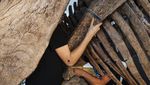 Fosil Dinosaurus Berusia 66 Juta Tahun Bakal Dilelang, Berapa Nilainya ?