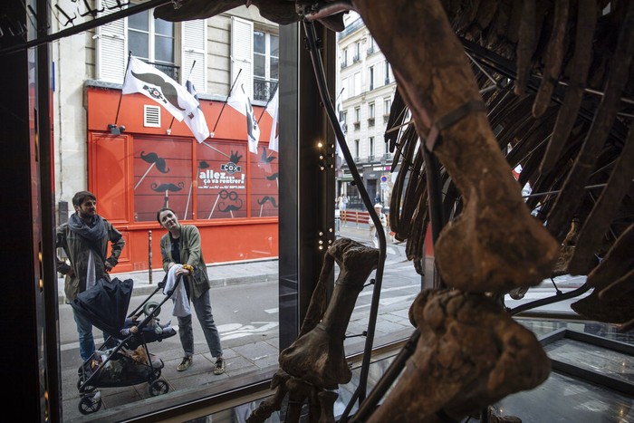 Big John, the largest known triceratops skeleton is being assembled in a showroom in Paris, Tuesday, Aug. 31, 2021. Before being put up for auction on October 21, Big John, the skeleton of a giant Triceratops more than 66 million years old, will be on display. Estimated between €1,200,000 and €1,500,000, this remarkable specimen will be the centerpiece of the Naturalia auction organized by Alexandre Giquello at Drouot. (AP Photo/Lewis Joly)
