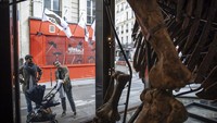 Warga melihat pembuatan rangka fosil dinosaurus yang akan dilelang pada 31 Oktober mendatang.