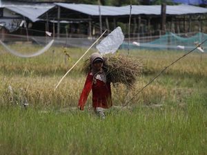 Dulu Tergantung Hujan, Kini Petani Andalkan PLTS buat Airi Sawah