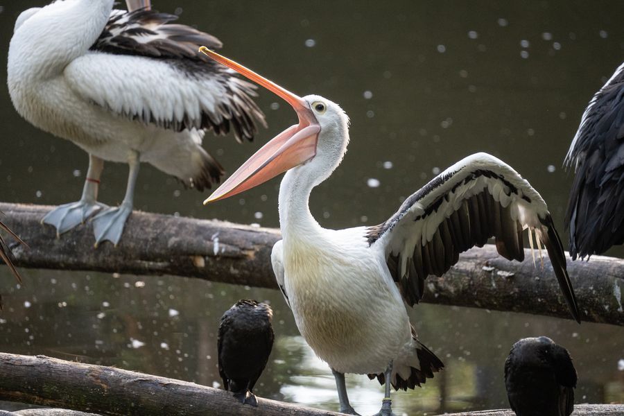 review lensa telefoto Tamron 150-500mm di kamera mirrorless sony