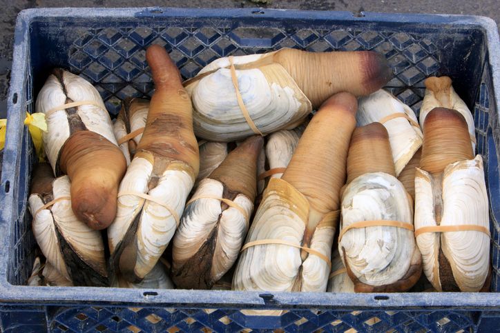 Sisca Kohl Masak Kerang Geoduck yang Mirip Mr. P