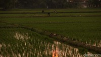Meski hari sudah hampir malam, sejumlah warga terlihat asyik mencari belut di pematang sawah.