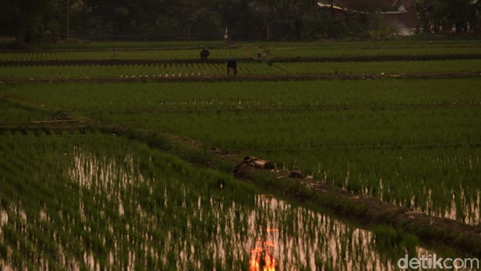 Cuaca sore hingga petang di Kabupaten Bandung, Jawa Barat sangat cerah. Seperti di kawasan pesawahan di Kecamatan Dayeuhkolot, Bandung.