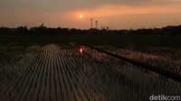 Begini suasan sore di persawahan di Kecamatan Dayeuhkolot, Bandung, Selasa (31/8).