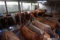 Warga di Desa Karangjambe, Banjarnegara, memanfaatkan kotoran sapi jadi biogas, Selasa (31/8/2021).
