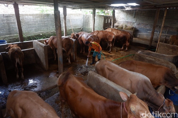 Warga di Desa Karangjambe, Banjarnegara, memanfaatkan kotoran sapi jadi biogas, Selasa (31/8/2021).