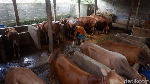 Warga di Desa Karangjambe, Banjarnegara, memanfaatkan kotoran sapi jadi biogas, Selasa (31/8/2021).